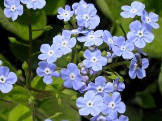 Brunnera macrophylla