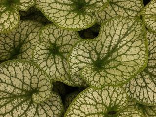 Brunnera macrophylla 'Alexander's Great'