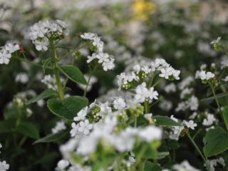 Brunnera macrophylla 'Betty Bowring'