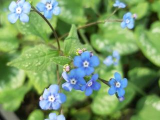 Brunnera macrophylla 'Emerald Mist'