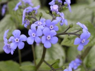 Brunnera macrophylla 'Jack Frost'