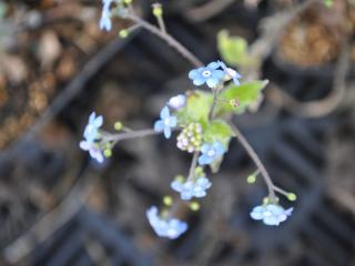 Brunnera macrophylla 'Looking Glass' (PBR)