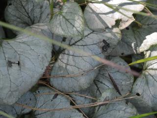 Brunnera macrophylla 'Looking Glass' (PBR)