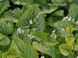 Brunnera macrophylla 'Mr. Morse' ®