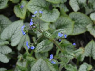 Brunnera macr. 'Sea Heart' ®