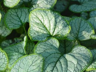 Brunnera macr. 'Silver Heart' ®