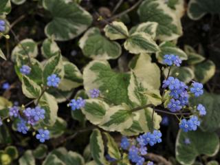 Brunnera macrophylla 'Variegata'