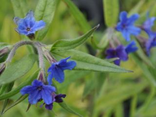 Buglossoides purpurocaerulea