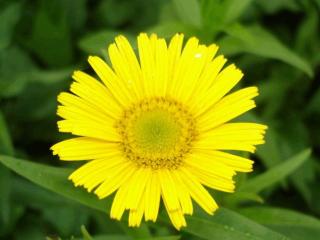 Buphthalmum salicifolium