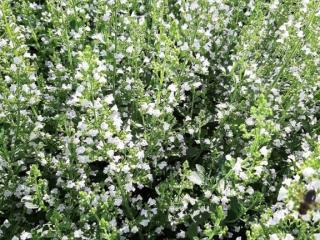 Calamintha nepeta nepeta