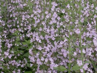 Calamintha nepeta 'Blue Cloud'