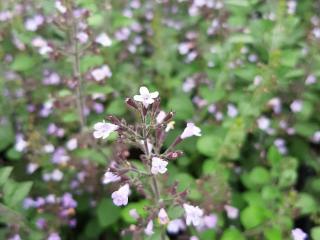 Calamintha nepeta 'Lila Riese'