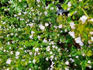 Calamintha nepeta 'Triumphator'