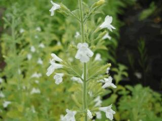 Calamintha nepeta 'White Cloud'