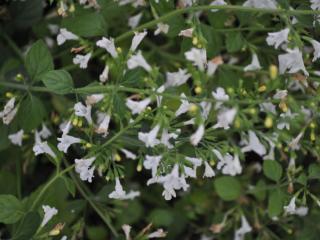 Calamintha nepeta 'Weisser Riese'