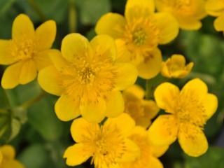 Caltha palustris