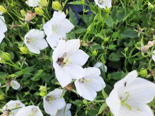 Campanula hybride 'Jenny'