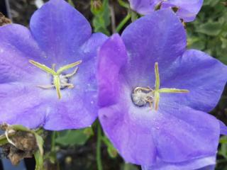 Campanula carpatica 'Karl Foerster'