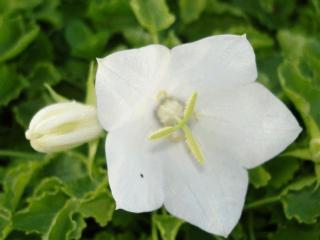 Campanula carpatica 'Weisse Clips'