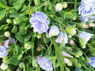 Campanula cochlearifolia 'Blaue Taube'