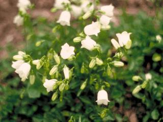 Campanula cochlearifolia 'Bavaria White'