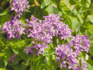 Campanula glomerata 'Acaulis'