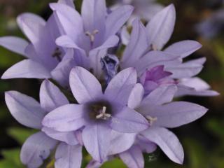 Campanula glomerata 'Caroline'