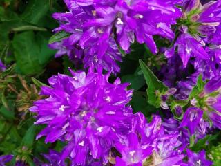 Campanula glomerata 'Freya'