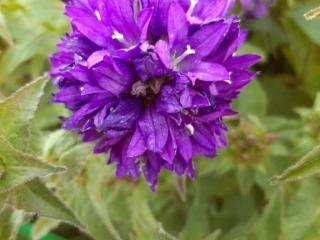 Campanula glomerata 'Speciosa'