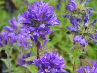 Campanula glomerata 'Superba'