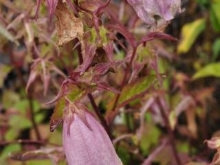 Campanula hybride 'Elisabeth'