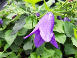 Campanula hybride 'Kent Belle'
