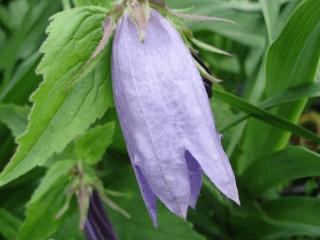 Campanula hybride 'Sarastro'