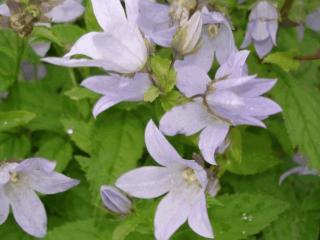 Campanula lactiflora