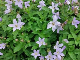 Campanula lactiflora 'Senior'