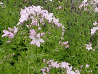 Campanula lactiflora 'Loddon Anna'