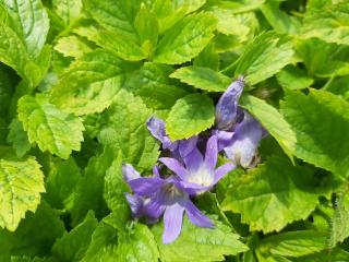 Campanula lactiflora 'Pouffe'