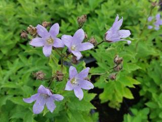 Campanula lactiflora 'Prichard's Variety'