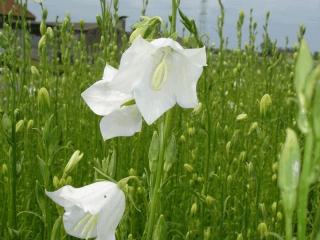 Campanula persicifolia 'Grandifl. Alba'