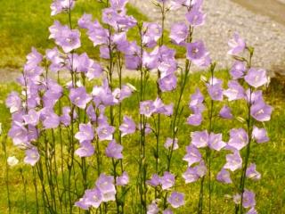 Campanula persicifolia 'Grandfl. Coerulea'