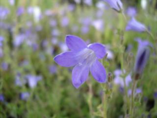 Campanula portenschlagiana