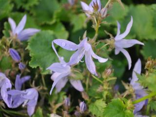 Campanula poscharskyana 'Blauranke'