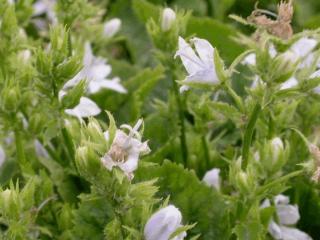 Campanula poscharskyana 'E.H. Frost'