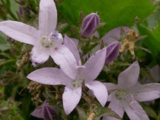 Campanula poscharskyana 'Lisduggan Var.'