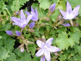 Campanula poscharskyana 'Stella'