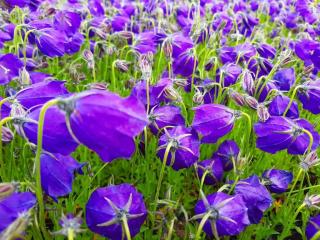 Campanula pulloides 'GF Wilson'