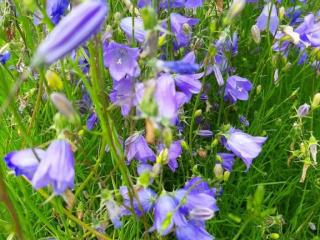 Campanula rotundifolia 'Olympica'