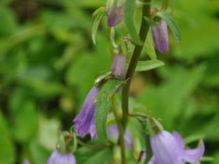 Campanula (Andenophora) sarmatica 'Hemelstraling'