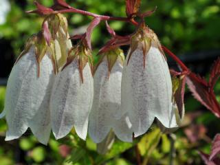 Campanula takesimana