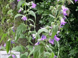 Campanula trachelium